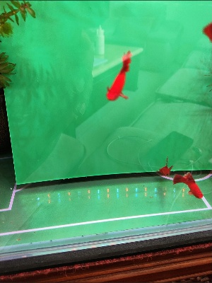 Glow Neon Acrylic Sheets